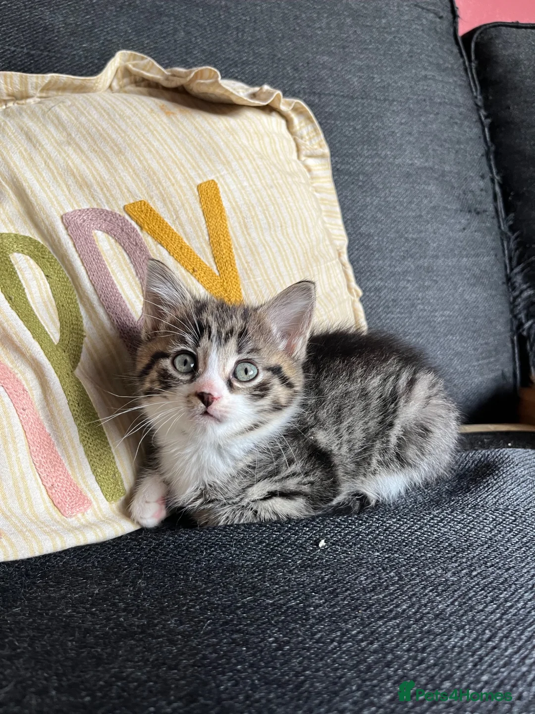 Mixed Breed cats for sale: One gorgeous girlie left for sale - Advert 1