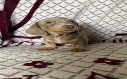 Miniature Dachshund dogs for sale: Ready now kennel club dachshund puppys PRA clear  - Image 1