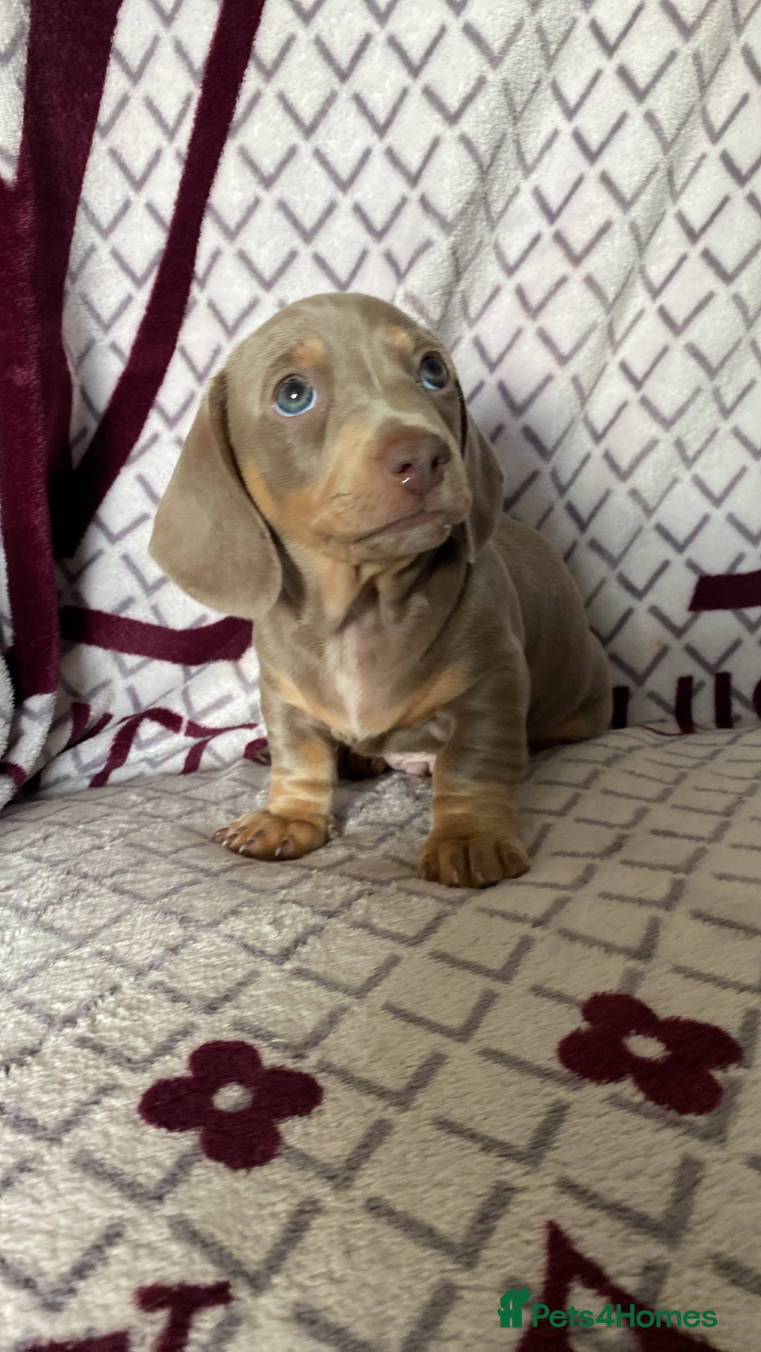 Miniature Dachshund dogs for sale: Ready now kennel club dachshund puppys PRA clear  - Image 1