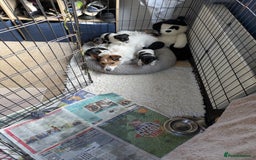 Jack Russell dogs for sale: Pure Jackrussells  - Advert 10