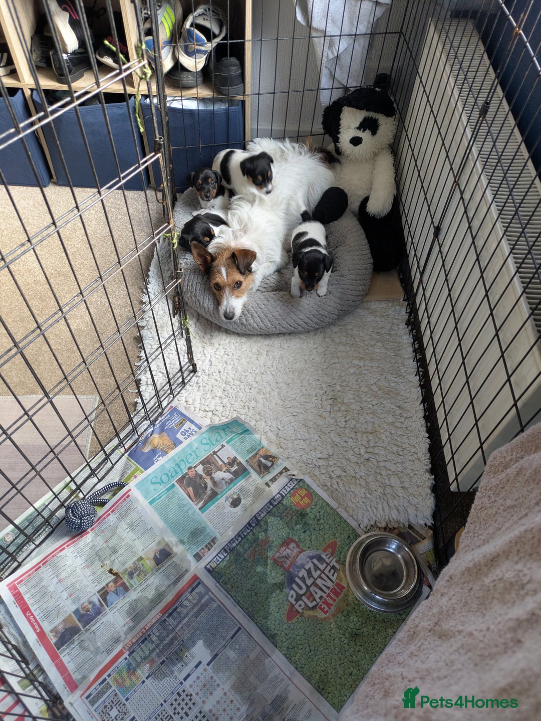 Jack Russell dogs for sale: Pure Jackrussells  - Advert 10