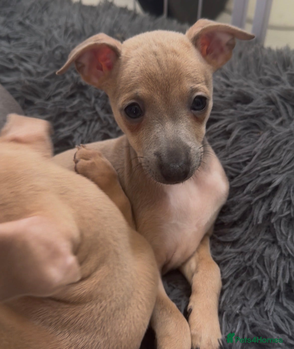 Italian Greyhound dogs (Only  girls)KC registered Italian greyhounds -  - Advert 3