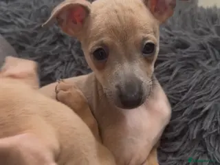 Italian Greyhound dogs (Only girls)KC registered Italian greyhounds - - Advert 3