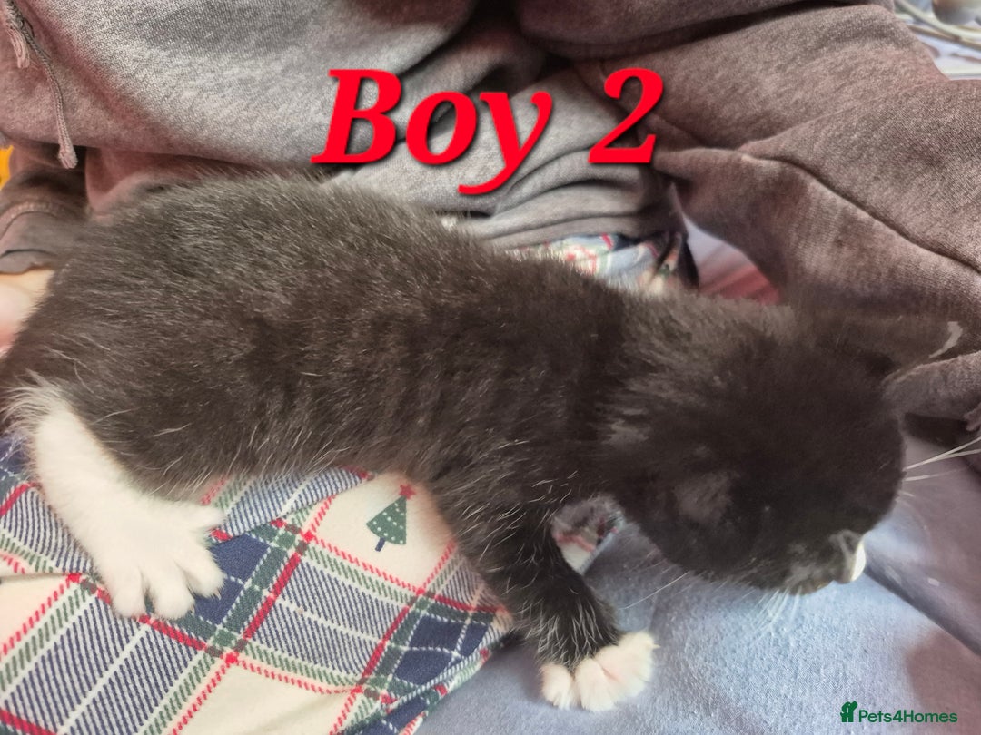 Mixed Breed cats for sale: Gorgeous Tabby x Tuxedo male kitten  - Image 12