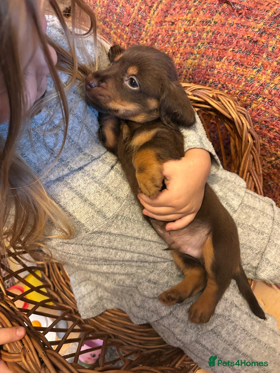 Mixed Breed dogs for sale: Beautiful Dorkie pups - Advert 8