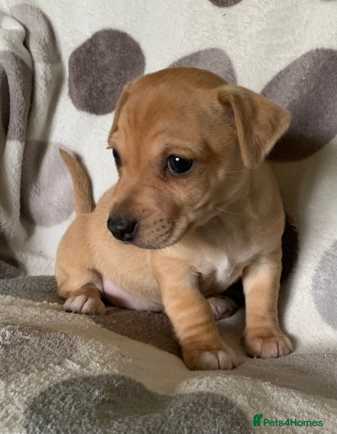 Jack Russell dogs for sale: Exceptional litter of male & female Jack RussellS - Advert 31