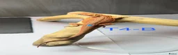 Bearded Dragon reptiles for sale: Baby Bearded Dragons available  - Advert 21
