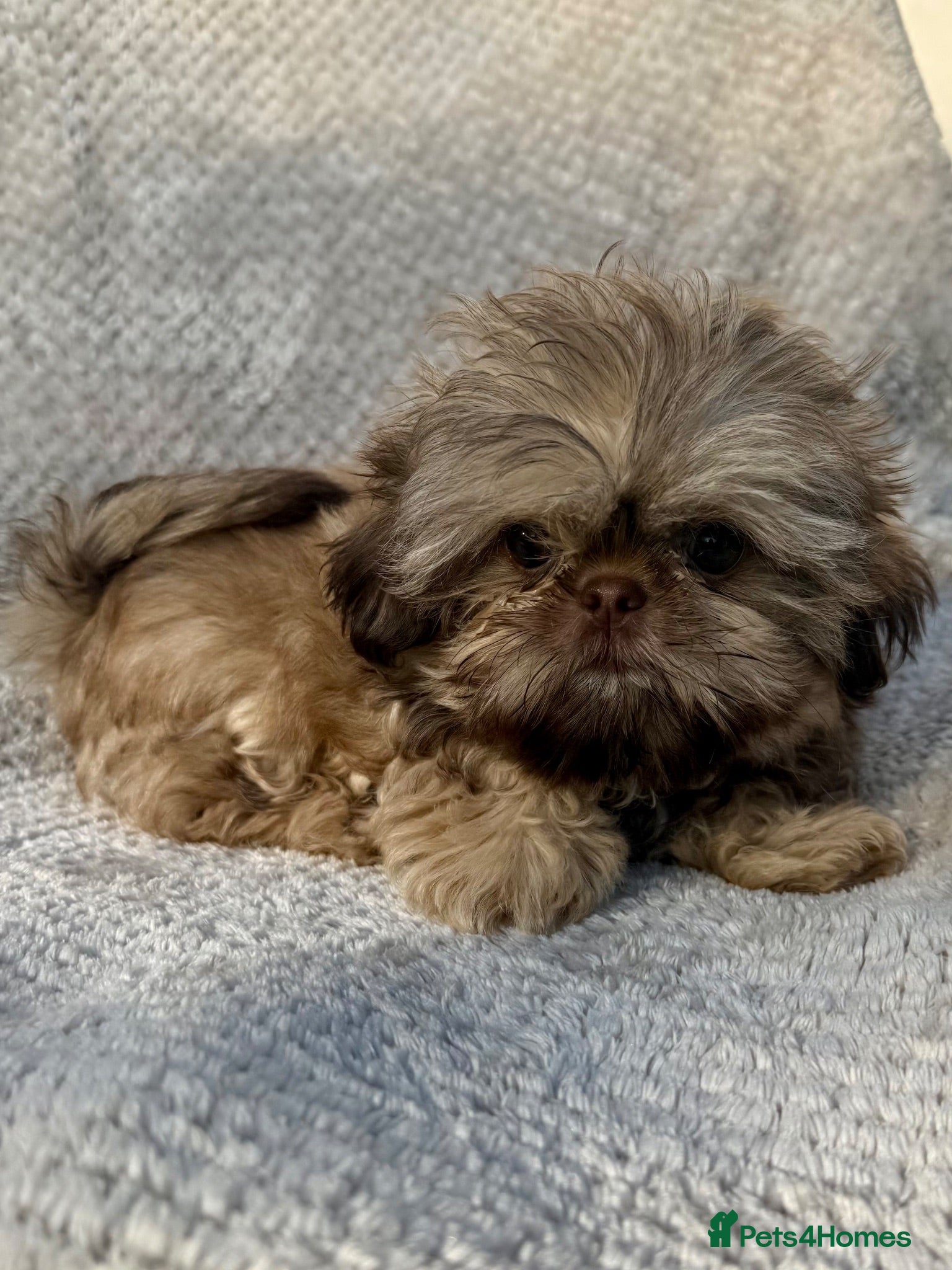 Shih Tzu dogs Tiny Cream Imperial Shih Tzu Boy – Ready Now - Advert 1