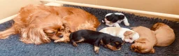 Cavalier King Charles Spaniel dogs for sale: KC Cavalier King Charles Puppies, All 4 Colours. - Advert 27