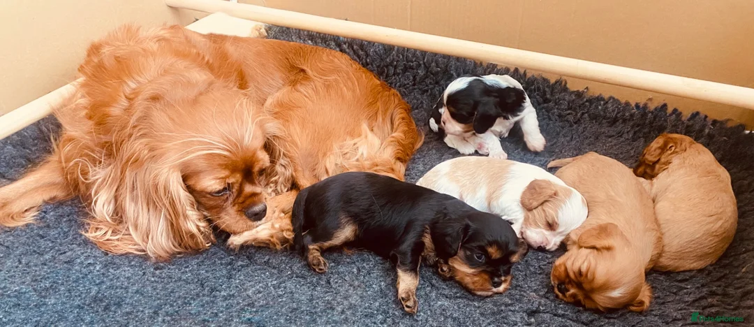 Cavalier King Charles Spaniel dogs for sale: KC Cavalier King Charles Puppies, All 4 Colours. - Advert 27
