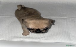 Pug dogs for sale: Pug Puppies  - Image 17