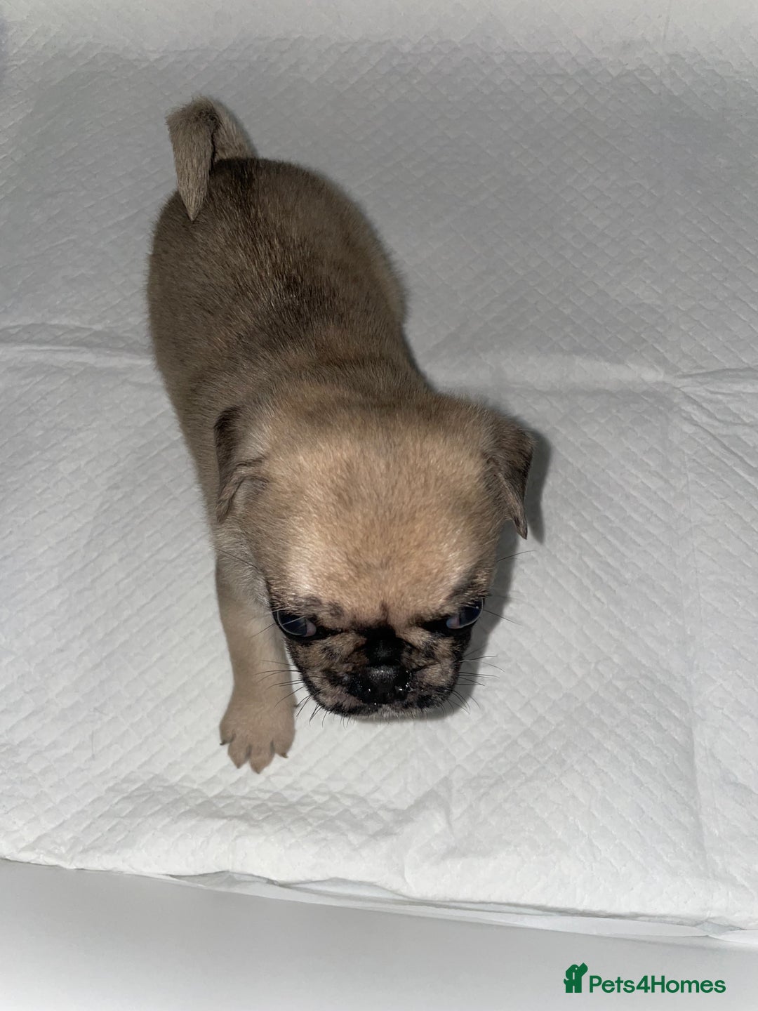 Pug dogs for sale: Pug Puppies  - Image 17