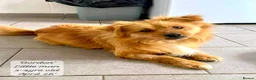 Mixed Breed dogs for adoption: Gordon 3-4 years .Available for adoption in Brixham - Advert 5