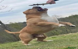 American Bully dogs for sale: 🔥🔥American bully pups 🔥🔥 - Image 15