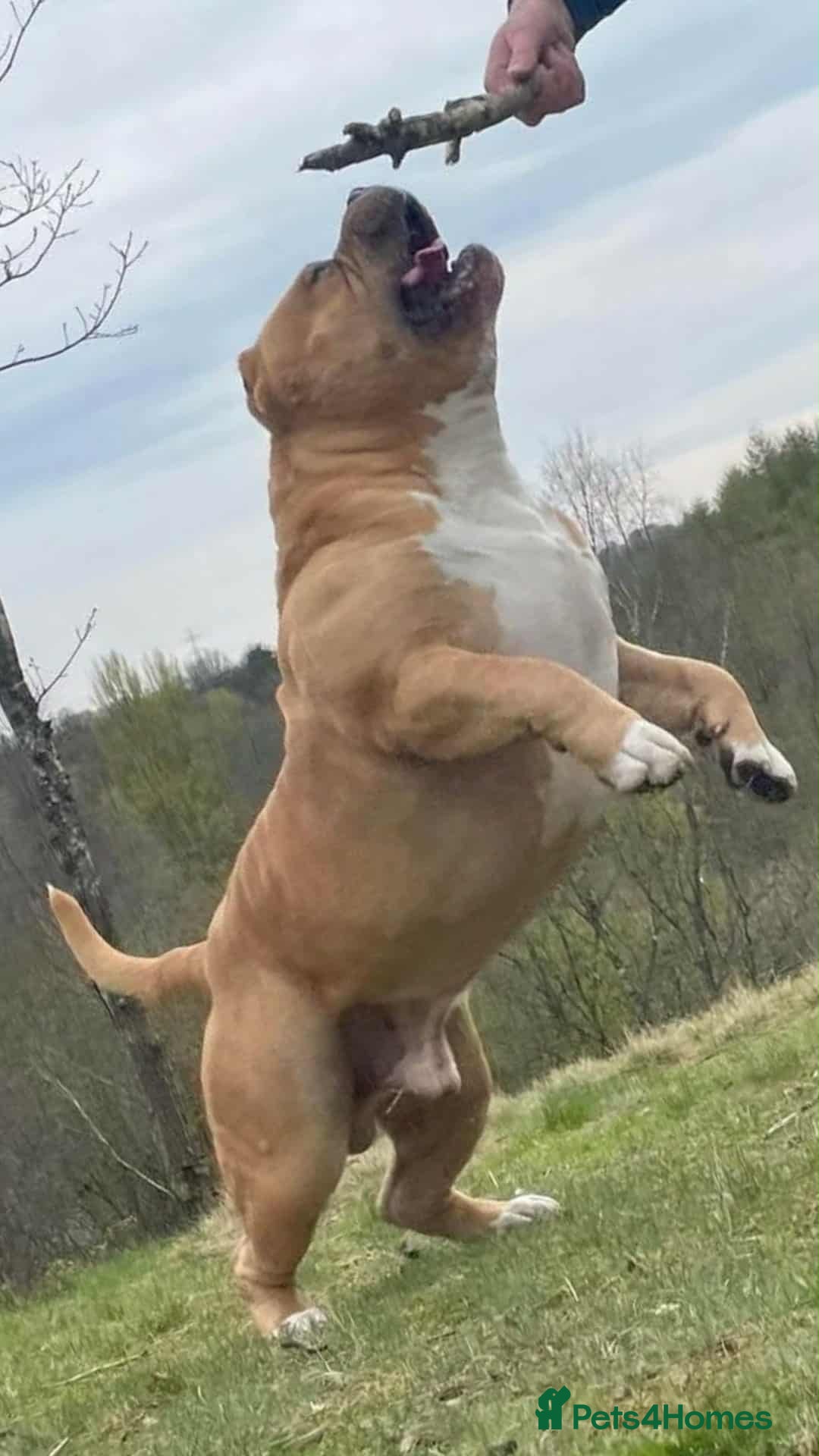 American Bully dogs for sale: 🔥🔥American bully pups 🔥🔥 - Image 15