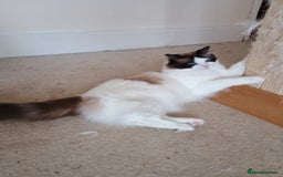 Ragdoll cats for sale: Pedigree Ragdoll BondingPair Adult Cats  - Image 3