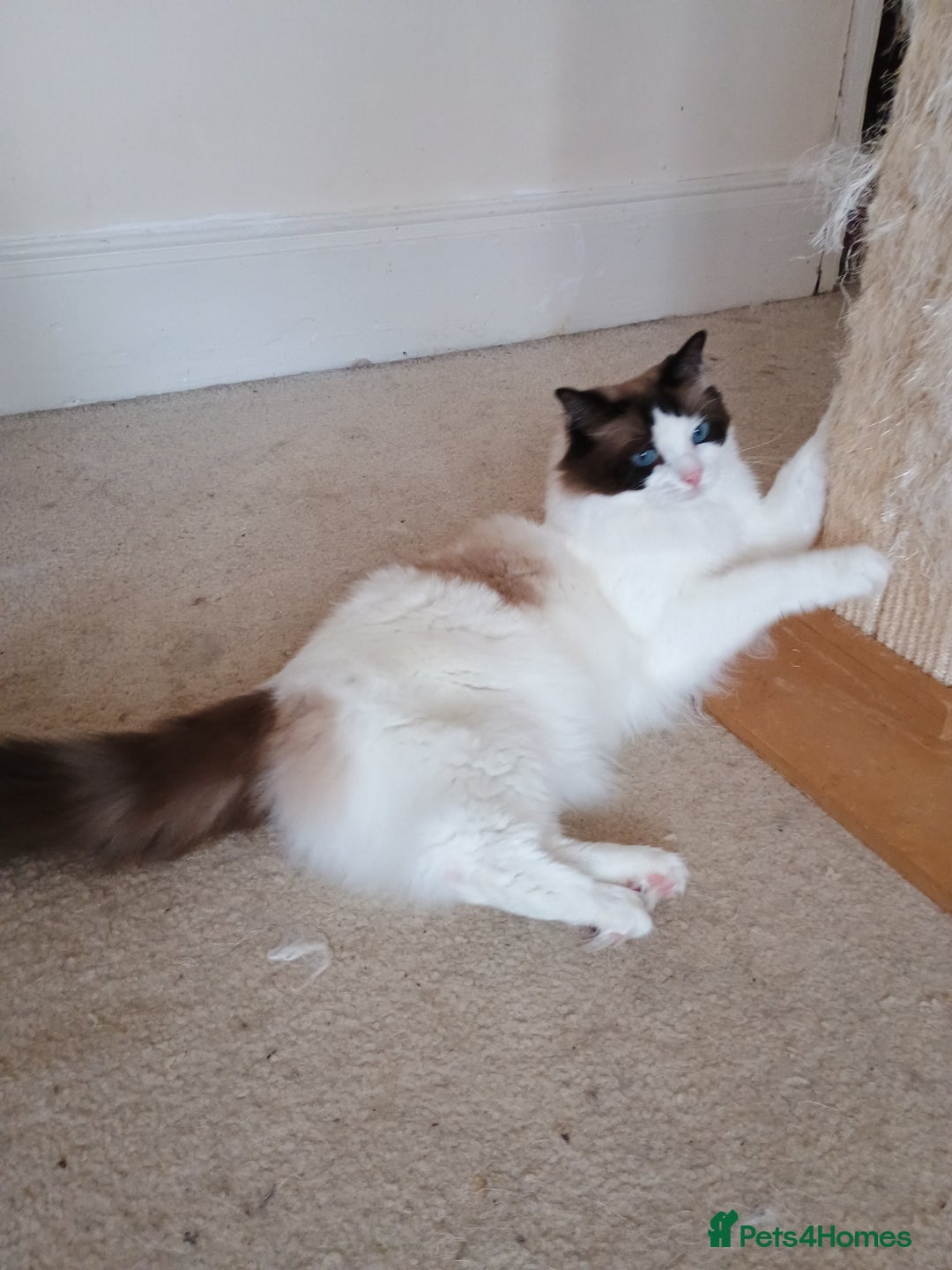 Ragdoll cats for sale: Pedigree Ragdoll BondingPair Adult Cats  - Image 3