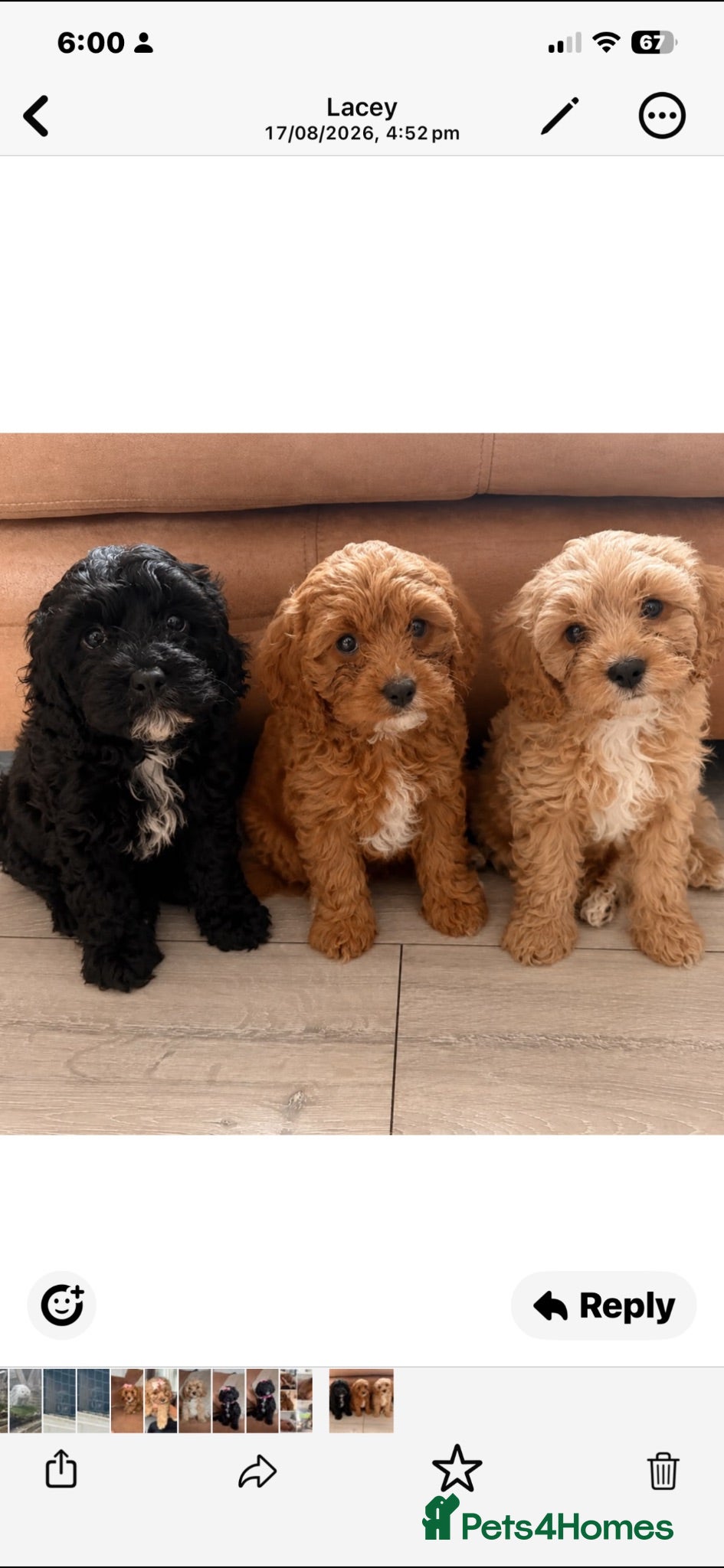 Cockapoo dogs Cavapoos - Advert 21
