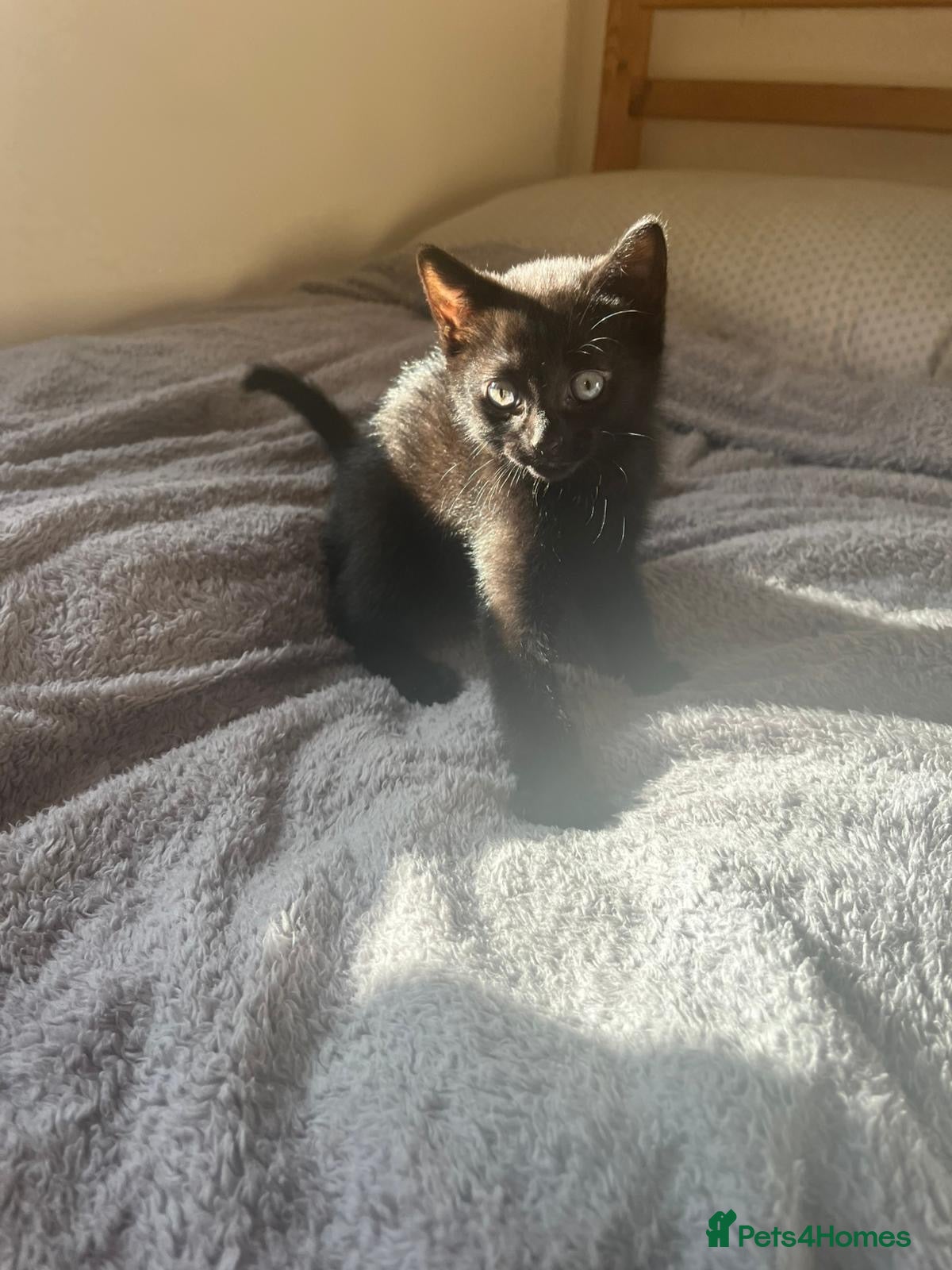 Domestic Shorthair cats for sale: 3 male cats and 1 female  - Advert 2