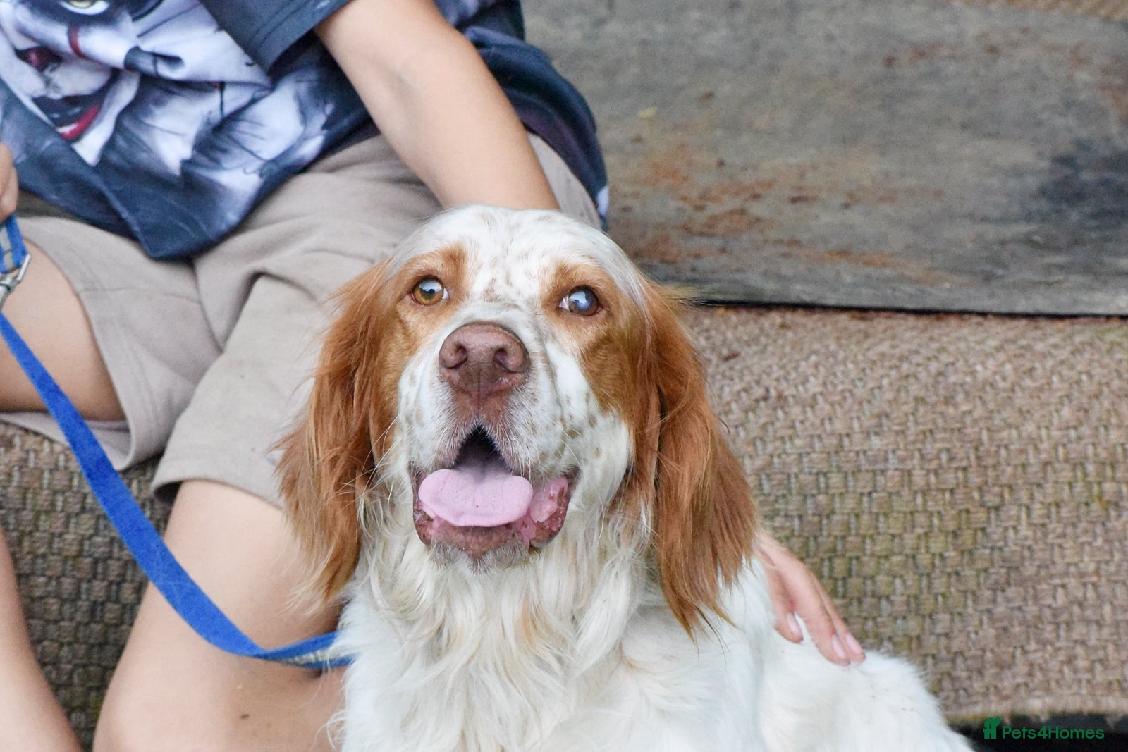 English Setter dogs for adoption: Leo   in Penryn - Advert 2