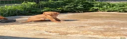Hungarian Vizsla dogs for sale: LOVINGLY HANDLED WH HUNGARIAN vizsla puppies - Advert 8