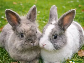 Mixed Breed rabbits Bonded 2 female 1 male 50 each can go seperate - Advert 4
