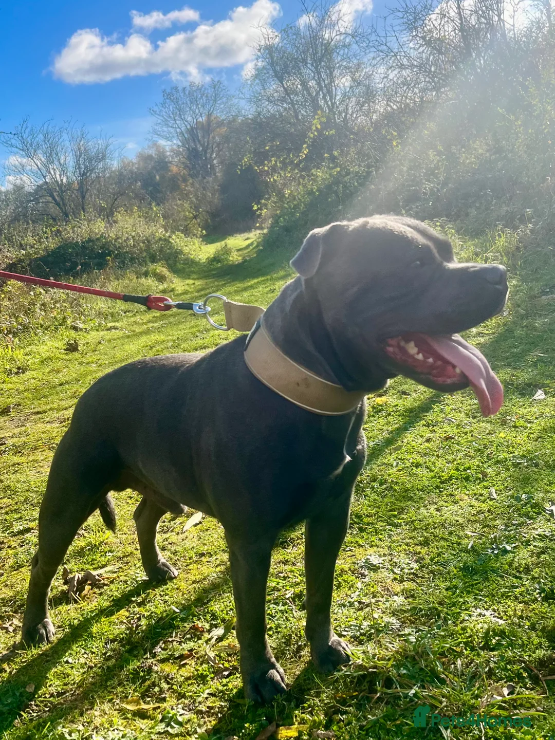 Staffordshire Bull Terrier dogs for stud: KENZDUO TAGLIATELLE -VINNY UP FOR STUD  in Abingdon - Advert 6