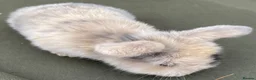 Mini Lop rabbits for sale: STUNNING PURE BRED MINI LOPS MUST SEE - Advert 9