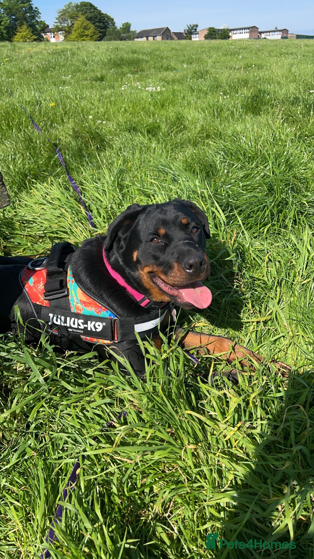 Rottweiler dogs for sale: 3 year old Rottweiler Female - Image 4
