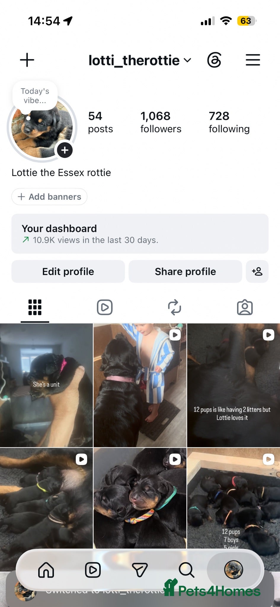 Rottweiler dogs Amazing Rottweiler litter of 12, 5 girls 7 boys  - Advert 2