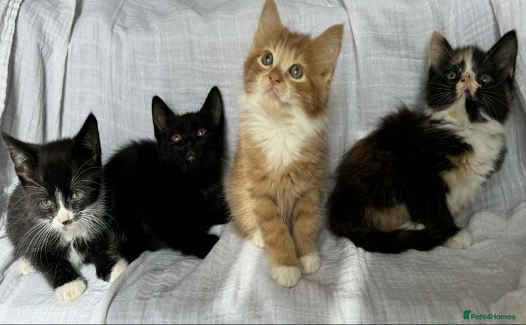 Mixed Breed cats - Advert 7