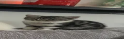 Mixed Breed cats for sale: British Shorthair X Persian  - Advert 4