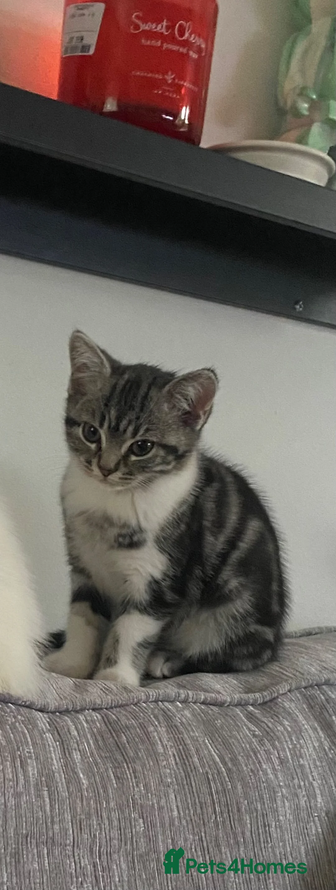 Mixed Breed cats for sale: British Shorthair X Persian  - Advert 4