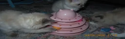 Ragdoll cats for sale: Beautiful Blue Point Mitted Ragdoll Boy - Advert 17