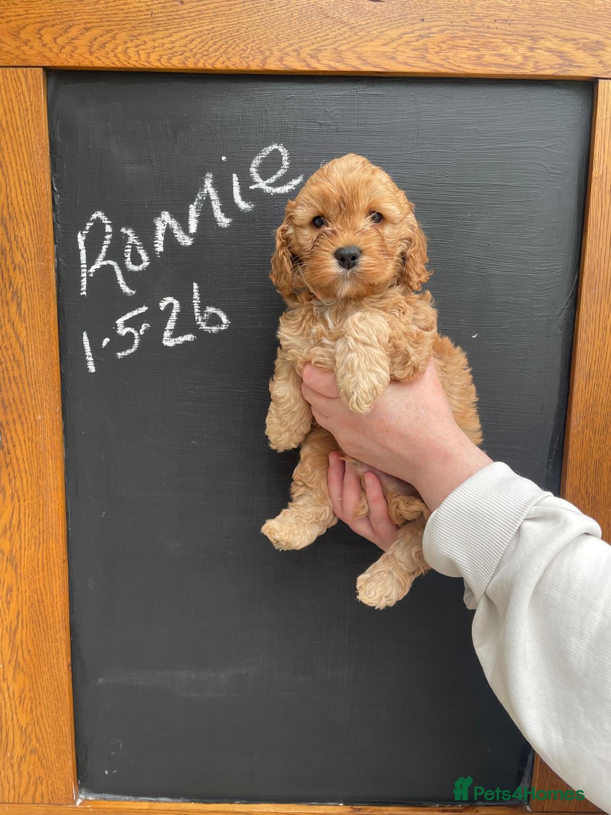 Cockapoo dogs superb cockapoo puppies - Advert 1