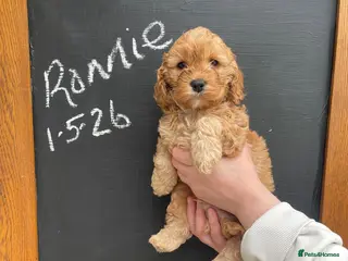 Cockapoo dogs for sale: superb cockapoo puppies - Advert 2