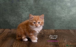 British Longhair cats for sale: ADORABLE DOG AND HOOVER PROOF KITTENS - Image 4