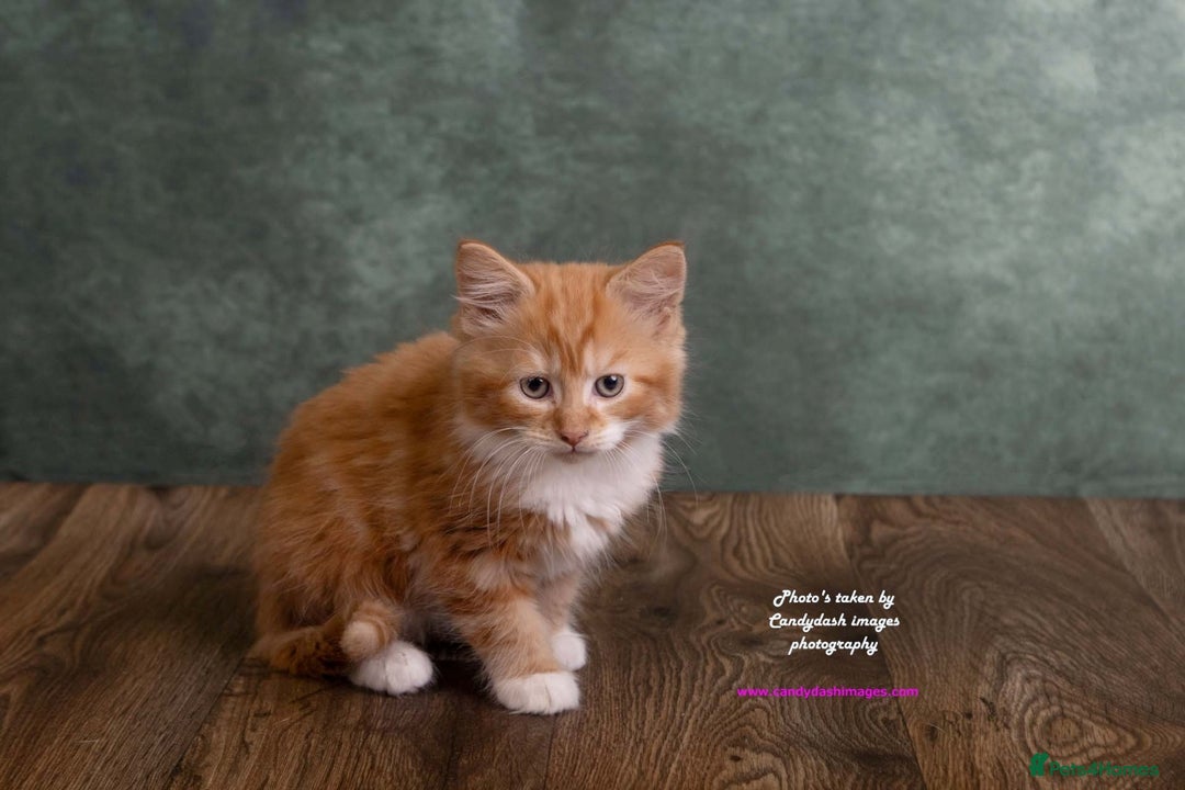 British Longhair cats for sale: ADORABLE DOG AND HOOVER PROOF KITTENS - Image 4