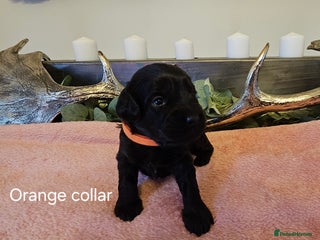 Cockapoo dogs Only 5 Male Cockapoo puppies left - Advert 2