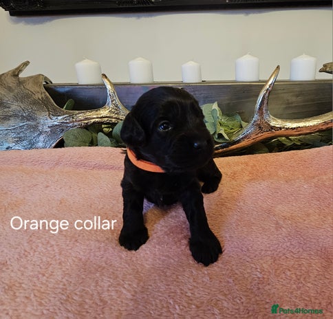 Cockapoo dogs Only 5 Male Cockapoo puppies left - Advert 12