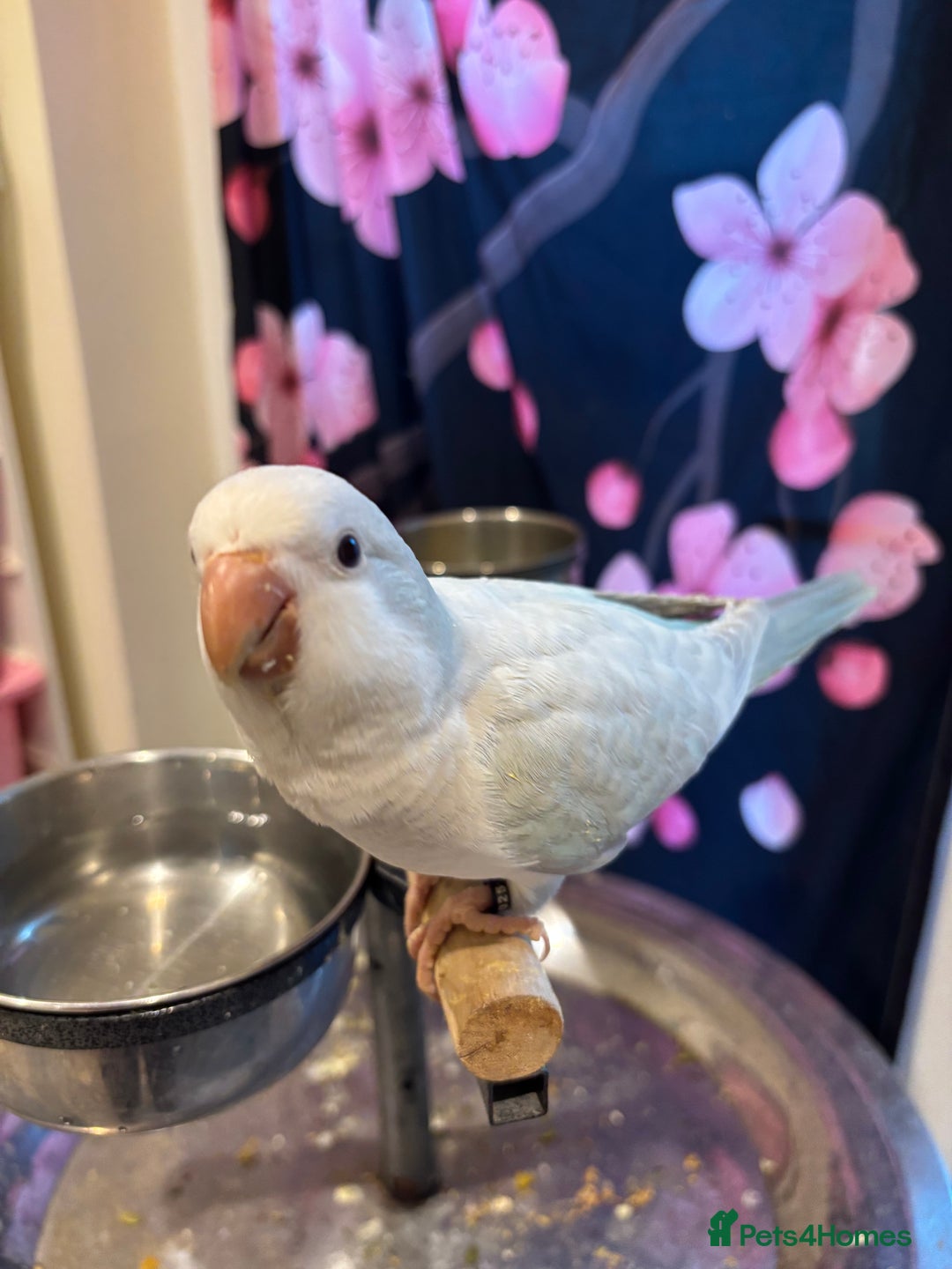 Parrots birds for sale: Young quaker for new homes - Advert 2