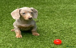 Miniature Dachshund dogs for sale: REDUCED AGAIN READY NOW MINIATURE DACHSHUNDS - Image 19