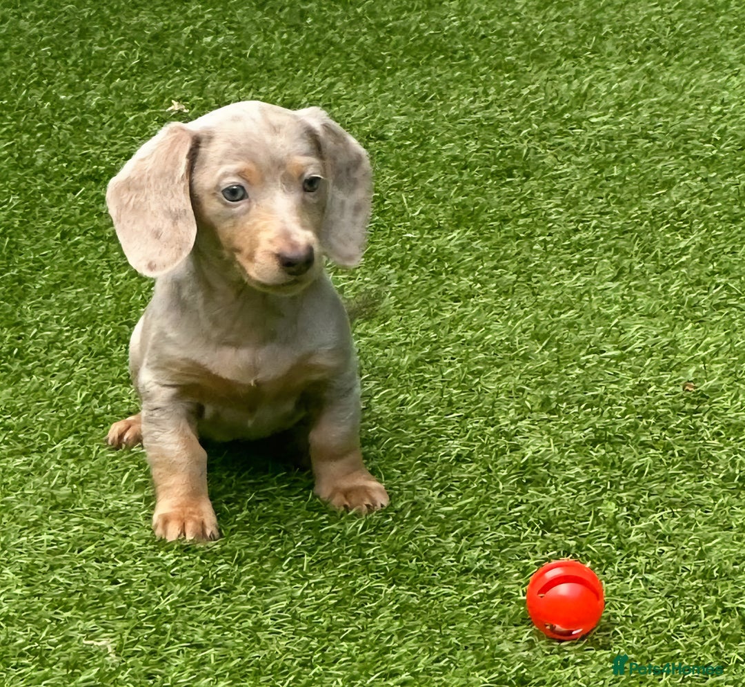 Miniature Dachshund dogs for sale: REDUCED AGAIN READY NOW MINIATURE DACHSHUNDS - Image 19