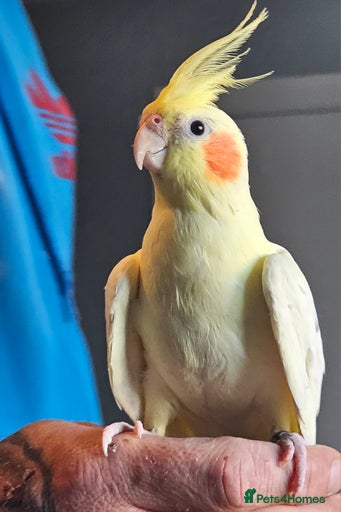 Gallery Image {{count}}