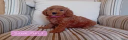 Mini Goldendoodle dogs for sale: Stunning Goldendoodle Puppies - Advert 4