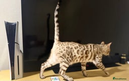 Bengal cats for sale: Snow bengal female  - Image 4