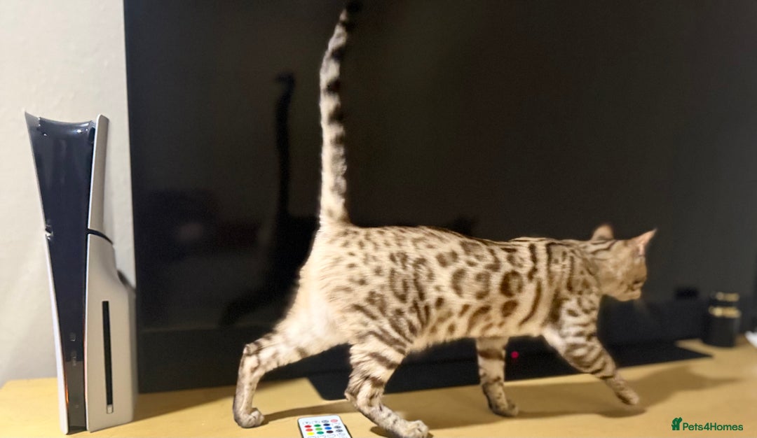 Bengal cats for sale: Snow bengal female  - Image 4