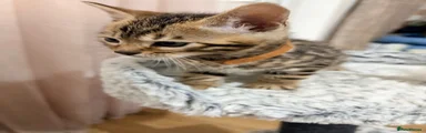 Bengal 4