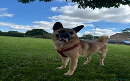 Mixed Breed dogs for sale: American Akita x German Sheperd Pups ready to go - Image 6