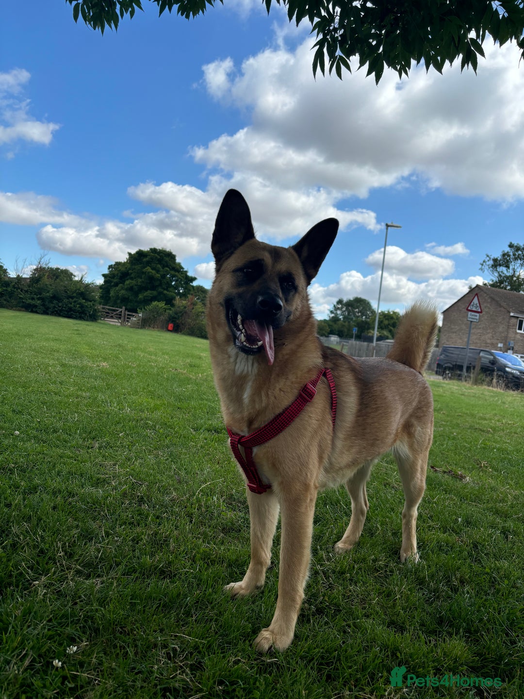 Mixed Breed dogs for sale: American Akita x German Sheperd Pups ready to go - Image 6